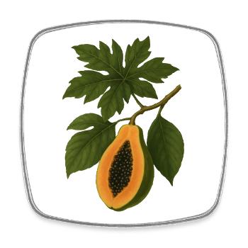 Vintage Botanische Papaya Frucht Illustration - Viereckiger Kühlschrankmagnet - Weiß - Vorne
