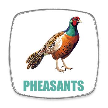 Pheasants Pheasant - Square fridge magnet - white - Front