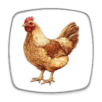 Chicken in a warm gold tone – nature drawing - Square fridge magnet - white - Front