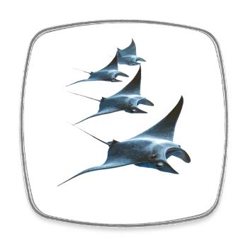 Manta Rochen Teufelsrochen Stachelrochen Taucher - Viereckiger Kühlschrankmagnet - Weiß - Vorne