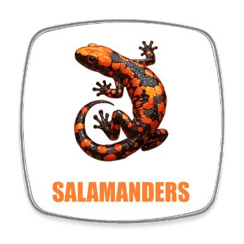 Feuersalamander Salamander - Viereckiger Kühlschrankmagnet - Weiß - Vorne