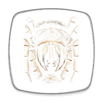 Tarantula - Square fridge magnet - white - Front