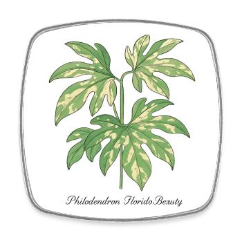 stylische Pflanze - Philodendron Florida Beauty  - Viereckiger Kühlschrankmagnet - Weiß - Vorne