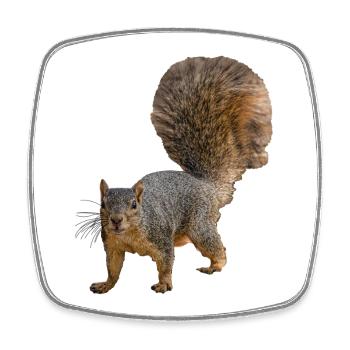 Squirrel from the front, Eastern fox squirrel - Square fridge magnet - white - Front