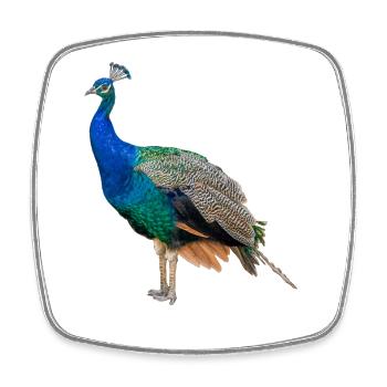 Paon bleu, naturel, photographie - Magnet carré - blanc - Devant