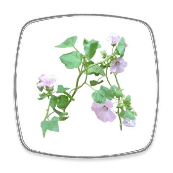 Photo of my self sown mallows - Square fridge magnet - white - Front
