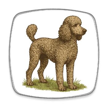 Large Poodle - Square fridge magnet - white - Front