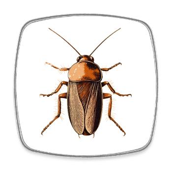 cafards insectes cafards cafards cafards - Magnet carré - blanc - Devant