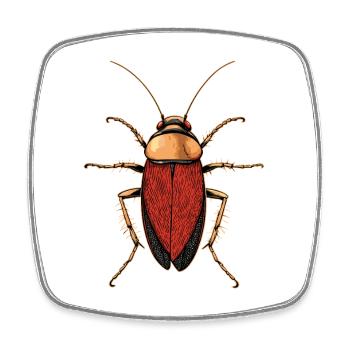 cockroach cockroach insects cockroach cockroaches - Square fridge magnet - white - Front