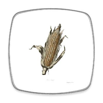  Zea Mays Historische Maispflanze Botanischer - Viereckiger Kühlschrankmagnet - Weiß - Vorne