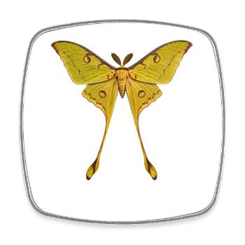 Moth de la comète Argema mittrei - Magnet carré - blanc - Devant