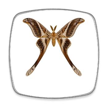 Hercules Moth Coscinocera hercules - Square fridge magnet - white - Front