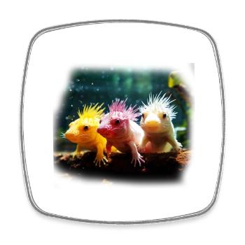 axolotl - Magnet carré - blanc - Devant