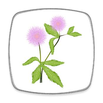 Mimosa plant with its sensitive leaves - Square fridge magnet - white - Front