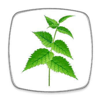 The nettle super plant and remedy - Square fridge magnet - white - Front