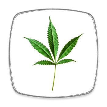 Marijuana Hemp (Cannabis) - Square fridge magnet - white - Front