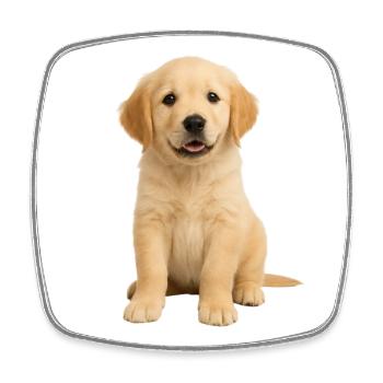 Golden Retriever puppy - Square fridge magnet - white - Front