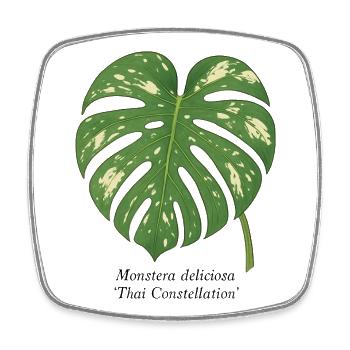 Plante élégante - Thai Constellation Monstera - Magnet carré - blanc - Devant