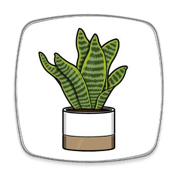 Sansevieria Futura Superba - Bowstring Hemp - Viereckiger Kühlschrankmagnet - Weiß - Vorne