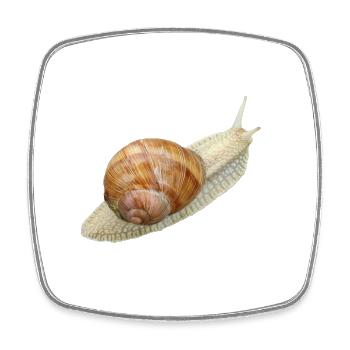Snail, vineyard snail - Square fridge magnet - white - Front