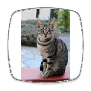 chat, chaton - Magnet carré - blanc - Devant