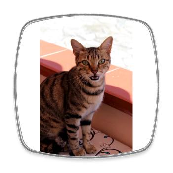 chat, chaton - Magnet carré - blanc - Devant