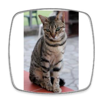 chat, chaton - Magnet carré - blanc - Devant