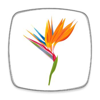 Bird of Paradise Play of Colors - Square fridge magnet - white - Front