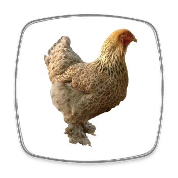 Poulet - Magnet carré - blanc - Devant