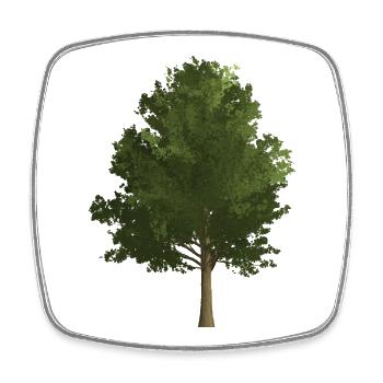Tree French maple, colored, green - Square fridge magnet - white - Front