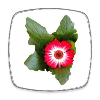 Aster – Herbstpoesie in Linien - Viereckiger Kühlschrankmagnet - Weiß - Vorne