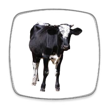 Drôle de vache noir et blanc cadeau fermier - Magnet carré - blanc - Devant