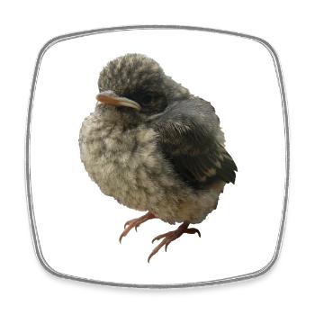Young Bird Branch - Square fridge magnet - white - Front