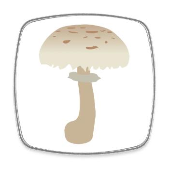 Minimalist Parasol Mushroom Illustration - Square fridge magnet - white - Front