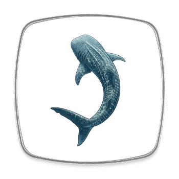 Art détaillé de la vie marine du requin-baleine - Magnet carré - blanc - Devant