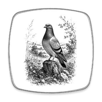 Proud dove in nature in detailed drawing style - Square fridge magnet - white - Front