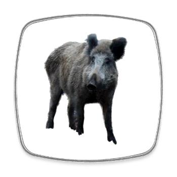 Sanglier Sanglier Porc Truie Cochon - Magnet carré - blanc - Devant