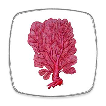 Corail - Venus Coral red - Coral Sea fans - Square fridge magnet - white - Front