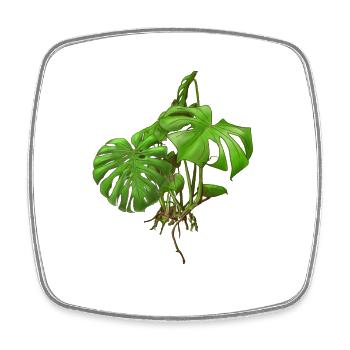 Monstera - Fensterblatt - Viereckiger Kühlschrankmagnet - Weiß - Vorne