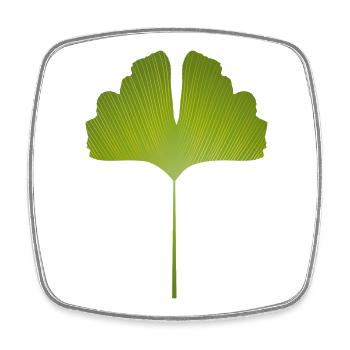 juicy green ginkgo leaf with bright lines - Square fridge magnet - white - Front