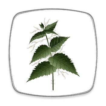 large nettle with large dark green leaves - Square fridge magnet - white - Front