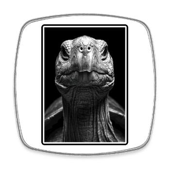 Tortoises Tortoise - Square fridge magnet - white - Front
