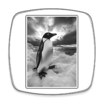 Pinguine Pinguin - Viereckiger Kühlschrankmagnet - Weiß - Vorne