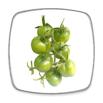 Green tomatoes on the vine - Square fridge magnet - white - Front
