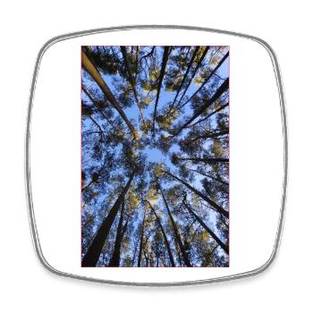 Entre le ciel et la cime des arbres – un regard vers le haut - Magnet carré - blanc - Devant