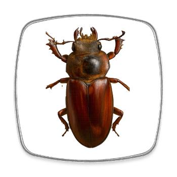 Bronze Bug Crest - Square fridge magnet - white - Front