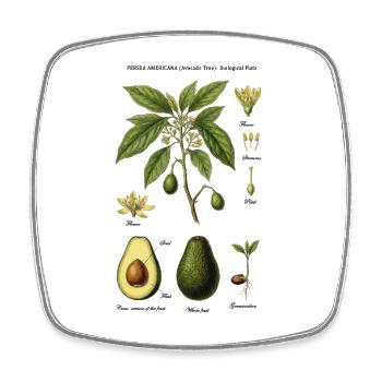 Botanische Avocado-Karte Persea Americana - Viereckiger Kühlschrankmagnet - Weiß - Vorne