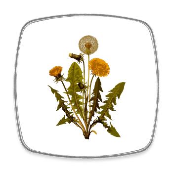 herbes thym romarin persil origan aneth - Magnet carré - blanc - Devant
