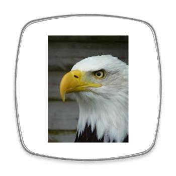 American Bald Eagle - Square fridge magnet - white - Front