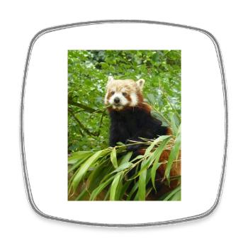 Red Panda - Square fridge magnet - white - Front